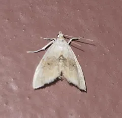 Brown-banded Lipocosma Moth thumbnail 3