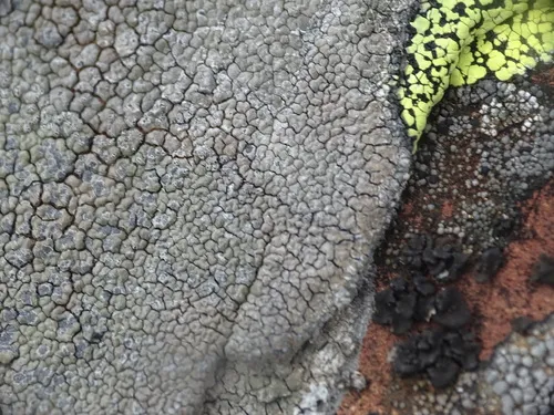 Immersaria athroocarpa