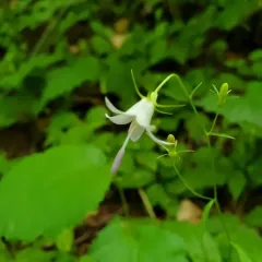 scouler's harebell thumbnail 2