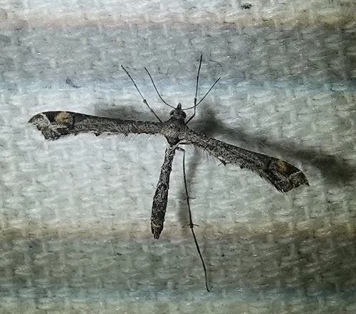 Sage Plume Moth