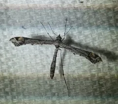 Sage Plume Moth thumbnail 1