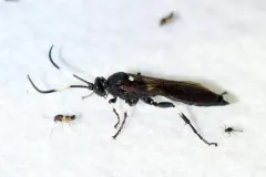 Ichneumon deliratorius thumbnail 1