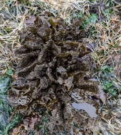 sea cabbage kelp thumbnail 3