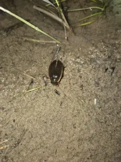 Hybrid Predaceous Diving Beetle thumbnail 3