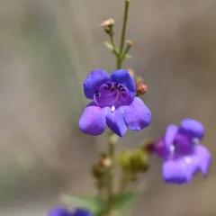 Azure Penstemon thumbnail 4