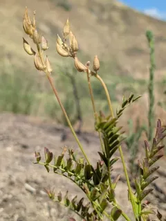 Boise Milkvetch thumbnail 4