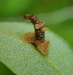 Coleophora ledi thumbnail 3