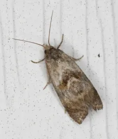 Cochylichroa temerana thumbnail 4