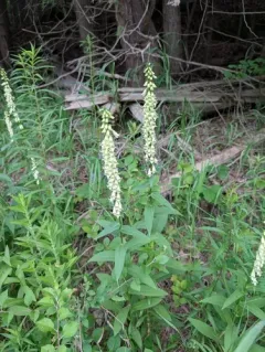 Straw Foxglove thumbnail 2
