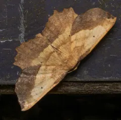 muzaria euchlaena moth thumbnail 3
