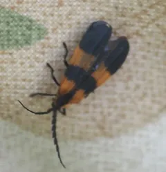 Banded Net-winged Beetle thumbnail 4
