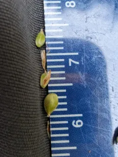 velvet sedge thumbnail 4