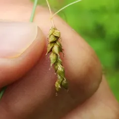 handsome sedge thumbnail 3