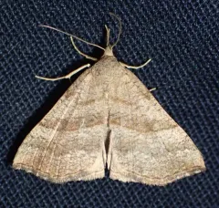 Speckled Snout thumbnail 4