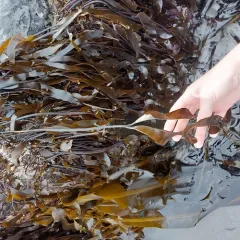 dense-clumped kelp thumbnail 3