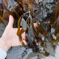 Flat Pompom Kelp thumbnail 3