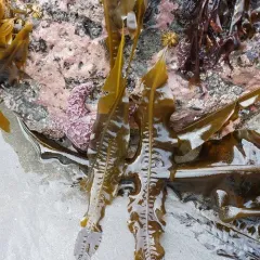 winged kelp thumbnail 2