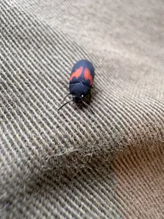 Orange-banded Darkling Beetle thumbnail 4