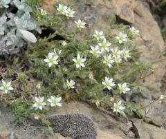 Nuttall's sandwort thumbnail 2