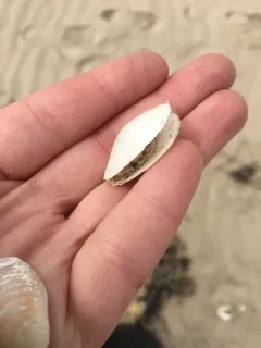 Lea's Spoon Clam thumbnail 3