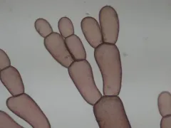 Griffithsia pacifica thumbnail 1