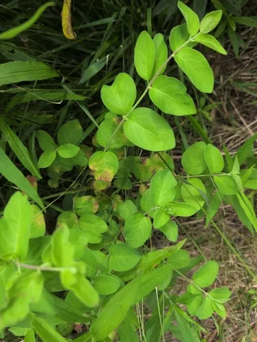 Honeysuckle Leaf Blight