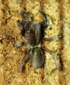 Geolycosa turricola thumbnail 2