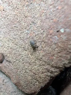 Cathormiocerus spinosus thumbnail 3