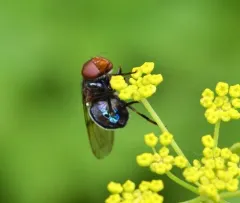 Iridescent Bromeliad Fly thumbnail 4