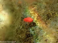 Red Freshwater Mite thumbnail 3