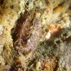 Red-Flecked Mopalia thumbnail 4