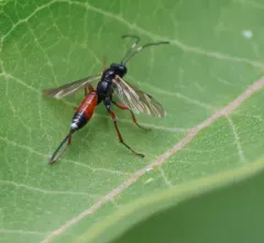 Aritranis director thumbnail 4