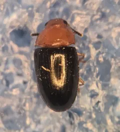 Triplax flavicollis thumbnail 2