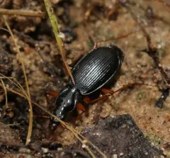 Platynus hypolithos thumbnail 1