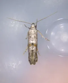 Ochromolopis ramapoella thumbnail 3