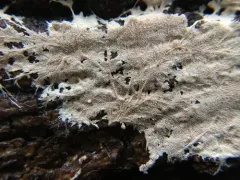 Etheirodon fimbriatum thumbnail 2