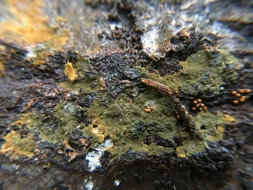 Thelephora ferruginea