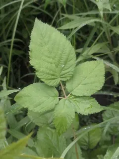 Mountain Blackberry thumbnail 1