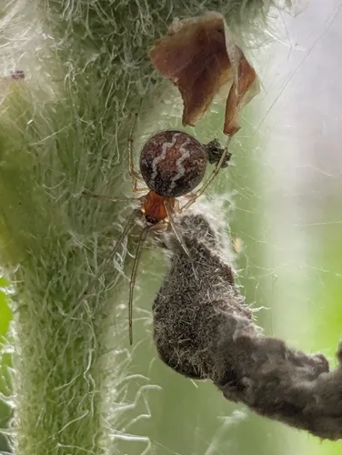 Different Cobweb Spider