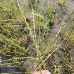 Italian Ryegrass thumbnail 4