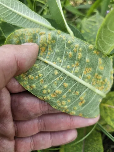 Puccinia seymouriana