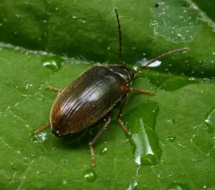 Isomira quadristriata thumbnail 1