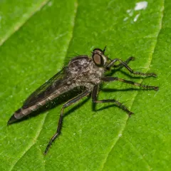 Black-thighed Bladetail thumbnail 4