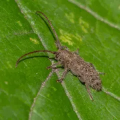 Pauper Longhorned Beetle thumbnail 4