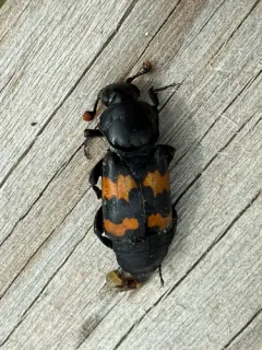 Nicrophorus obscurus thumbnail 2