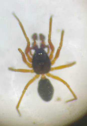 Post Dwarf Weaver