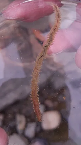 Estuary Ragworm