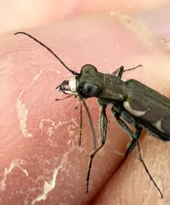 Variable Tiger Beetle thumbnail 4