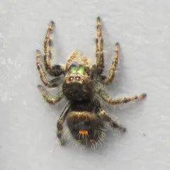 Bold Jumping Spider thumbnail 3