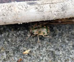 Mosaic Round Sand Beetle thumbnail 4